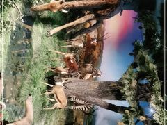 -国家自然博物馆