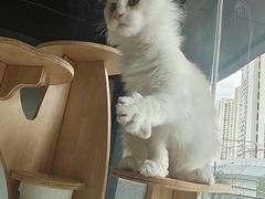 -十年猫舍·猫咪专门店(普陀店)