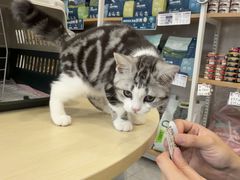 -瑞鹏宠物医院·骨科·猫科·内科(第一中心)