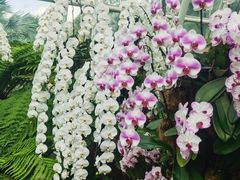 -新加坡植物园