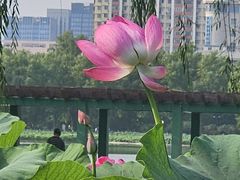-莲花池公园