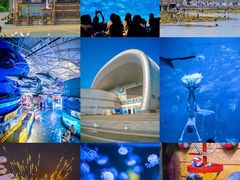 -烟台海昌鲸鲨海洋公园