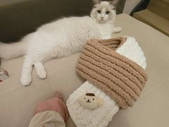 -糯米喵星人总部直营旗舰店·猫舍·幼猫出售