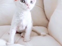-十年猫舍·猫咪专门店(普陀店)
