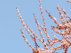 -红梅公园
