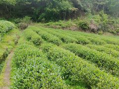 -武夷山风景名胜区-虎啸岩