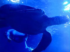 -太平洋海底世界