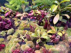 -中国科学院西双版纳热带植物园