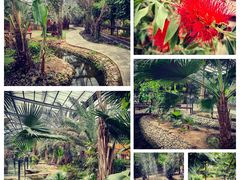 -呀路古热带植物园