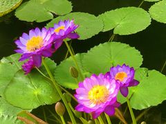 -国家植物园南园