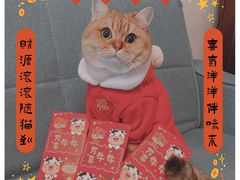 -momokira米努特·德文卷毛猫·棉花面纱犬