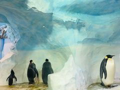 -海合安成都极地海洋公园