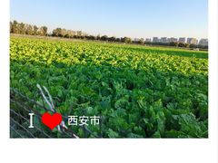 -汉长安城未央宫国家考古遗址公园