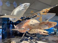 -贝林大翅鲸简餐厅(国家海洋博物馆店)