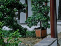 -上海醉白池公园