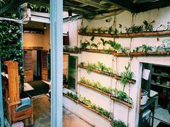 -Rainforest