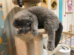 -猫小院猫主题咖啡厅(北锣店)