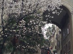 -武汉大学-樱园