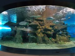 -沙沙哗啦海洋馆(华宇百花谷店)