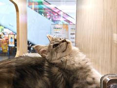 -屋虎猫馆(宝安大仟里店)