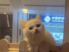 -爪爪喵星球·猫舍(前海卓越店)