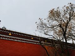 -塔尔寺菩提树