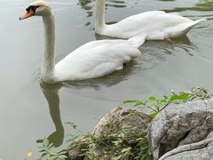 -烟墩角天鹅湖