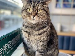 -伟伟宠物医院·瑞派猫友好医院·猫科(光谷店)
