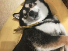 -逗柴咖啡屋·狗咖猫咖宠物桌游