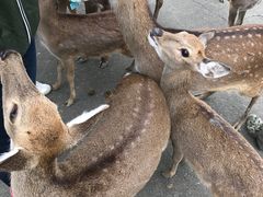 -鹿境梅花鹿生态园区