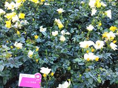 -人民公园(罗湖区)