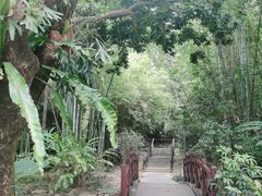 -深圳仙湖植物园