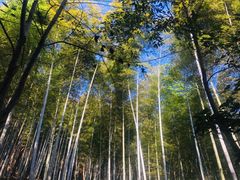 -上海佘山国家森林公园天马山园