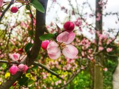 -南汇桃花村