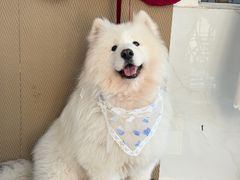 -星多哈·狗咖·拼豆·咖啡