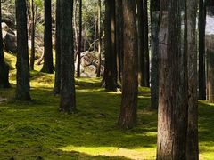 -玉苍山国家森林公园