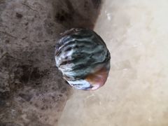 -粒上皇(新闻路店)