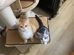 -东方名猫馆·英短金渐层布偶猫舍(环线广场1号楼店)