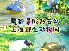 -上海野生动物园