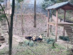 -中国大熊猫保护研究中心雅安碧峰峡基地