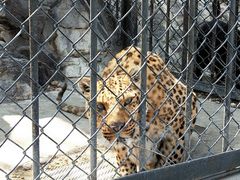 -大连森林动物园