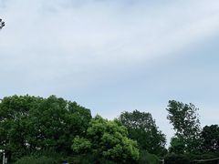 -大宁郁金香公园-停车场