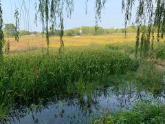 -长兴太湖图影湿地文化园