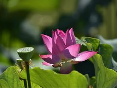 -国家植物园南园