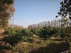 -上海长兴岛郊野公园