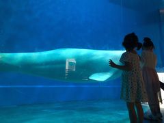 -芜湖新华联大白鲸海洋公园