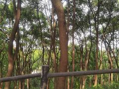 -苏州上方山国家森林公园