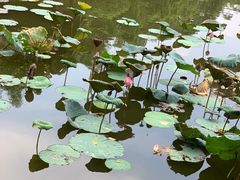 -美丽南方·老木棉匠园·团建烧烤·烤全羊