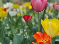 -石家庄市植物园