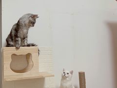 -lincat·猫舍(广州店)